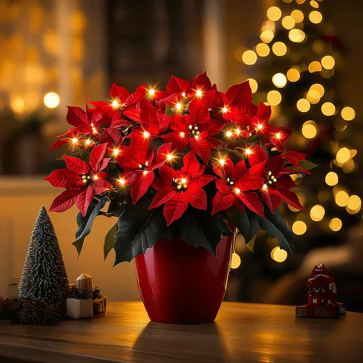 Étoile de Noël Rubis Éclatante